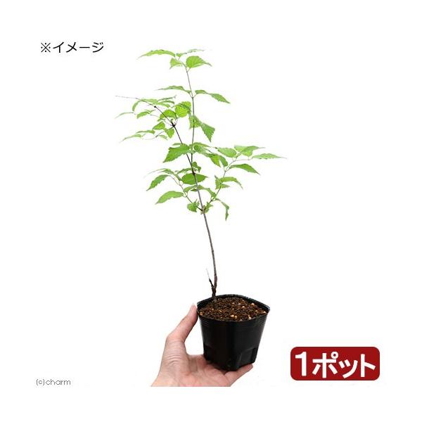 iR쑐j~́@V}uLiRj@RiP|bgjixԁj