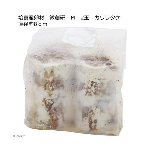 カワラタケ　2kg カワラタケ2kg