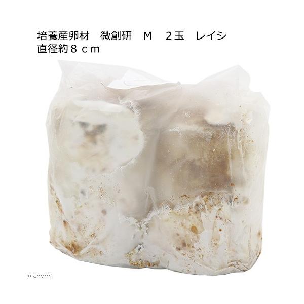メーカー：微創研 coollogist　夏季クール対応　昆虫用品　kuwagatayotyuugood　飼育用品　クワガタ　びそうけん　産卵木　植菌材　産卵セット　産卵　タランドゥス　レギウス　オウゴンオニ　ババ　モセリ　霊芝　instop...