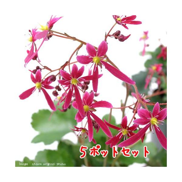 iR쑐j_CW\Ei啶j@ԐF܂@RiT|bgjixԁj