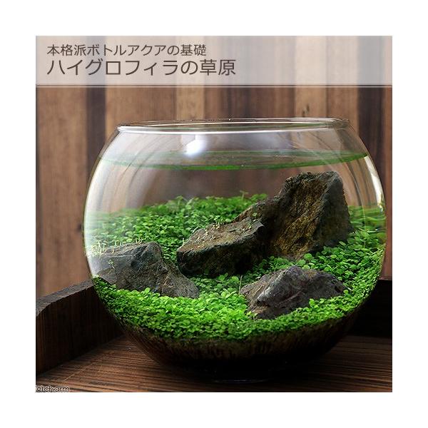 魚 ボトル 水槽の人気商品 通販 価格比較 価格 Com