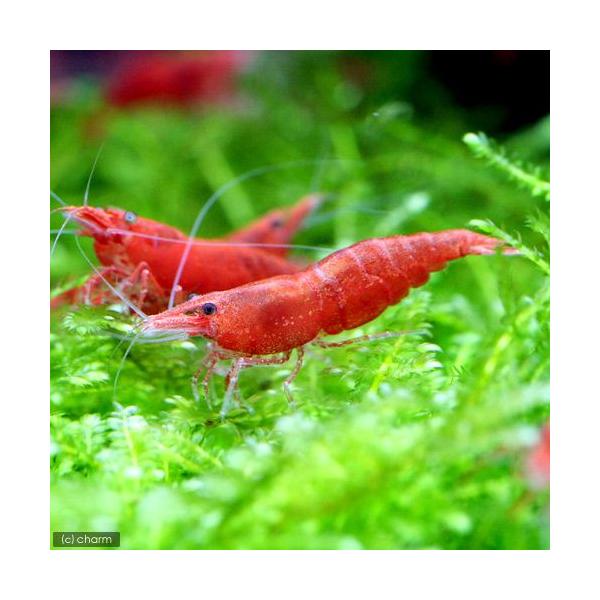 PF_SPQ　_aqua　fish_database　熱帯魚・エビ他　ヌマエビ系　チェリーシュリンプ系　Fire_cherry　レッドファイアーシュリンプ　５匹　ビギナーにオススメ　ビーシュリンプ・エビ　20101208　ＫＳ　極火蝦　サク...