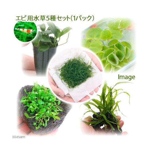 水草 セット 熱帯魚 アクアリウム用品の人気商品 通販 価格比較 価格 Com