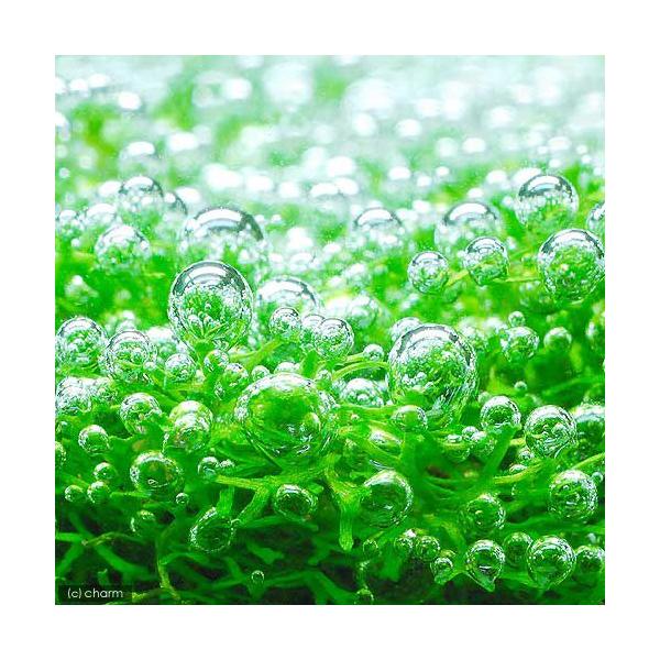 ijh[tVAitji_jiRpbNj@kCEBq֗vۉ