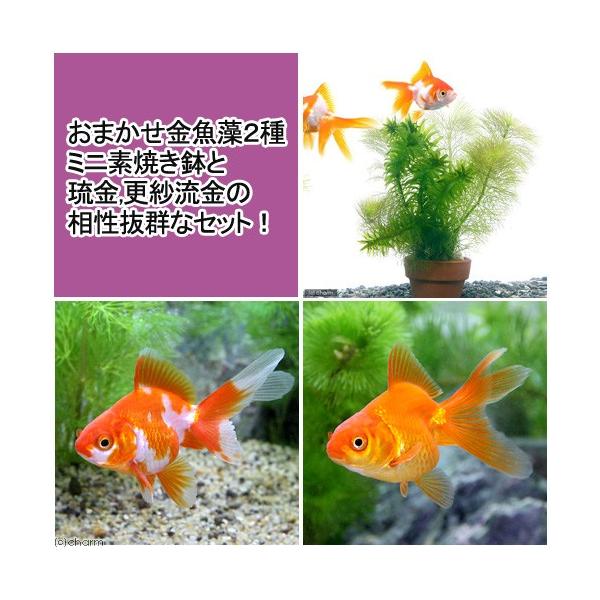 【11個まとめ売り】ミニチュアアクアリウム　金魚鉢オイルチャーム 金魚鉢型オイルチャーム【 petit！ AQUARIUM】／2