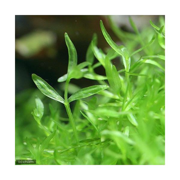 （水草）エラチネ オリエンタリス（無農薬）（1パック分） 北海道航空便要保温 :23820:チャーム charm ヤフー店 - 通販 ...