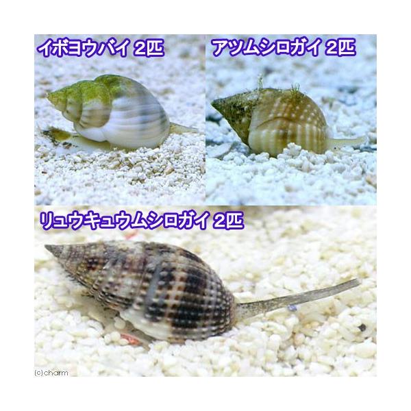 （海水魚）貝　お掃除レンジャーセット・ミニ　底砂とその他の掃除（１セット）　北海道・九州航空便要保温
