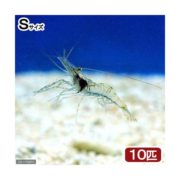 生き餌　◎　kaisui73　_aqua　海水　海水生体　エビ・カニ他　餌　m_shrimp　live_bait　エサヨウエビミックス　エサエビ　ikie_marine_02　給餌器　生餌　ブライン　その他生体　活きエサ　活き餌　活餌　イッ...