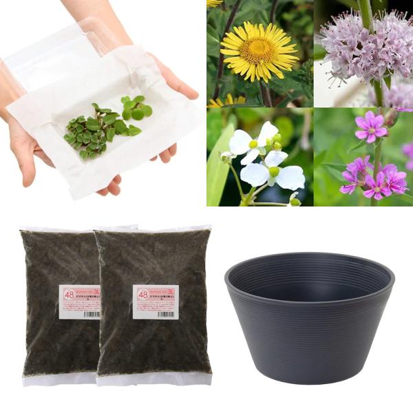 メーカー：用品+生体植物セット ビオトープ　水鉢　水辺植物　水生植物　ガーデニング　園芸用品　３０ｃｍ〜　biotuti0224　ハス用鉢小サイズ　スイレン用鉢　スイレン鉢　睡蓮鉢　etto_hachi　soxoiekl43　メダカ　水槽　...