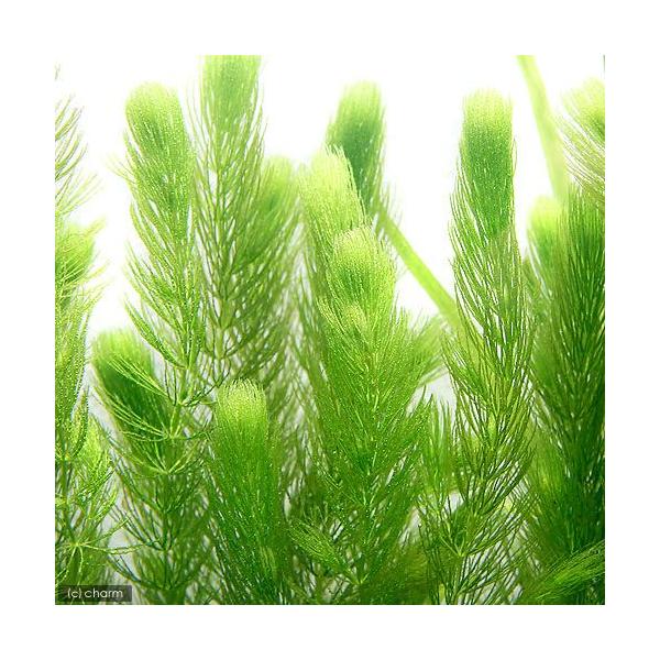 ijY@_}ciPO{j_J@@򉻁@Y