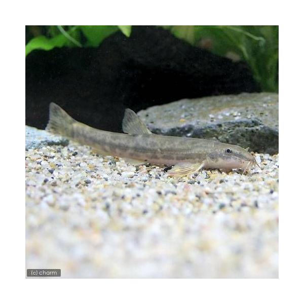 （淡水魚）フクドジョウ（３匹）