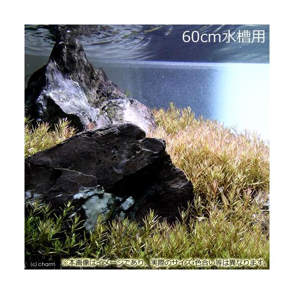 ijUOp@^DCi[hitji_jiPOO{jR΁@Zbg@{Bl