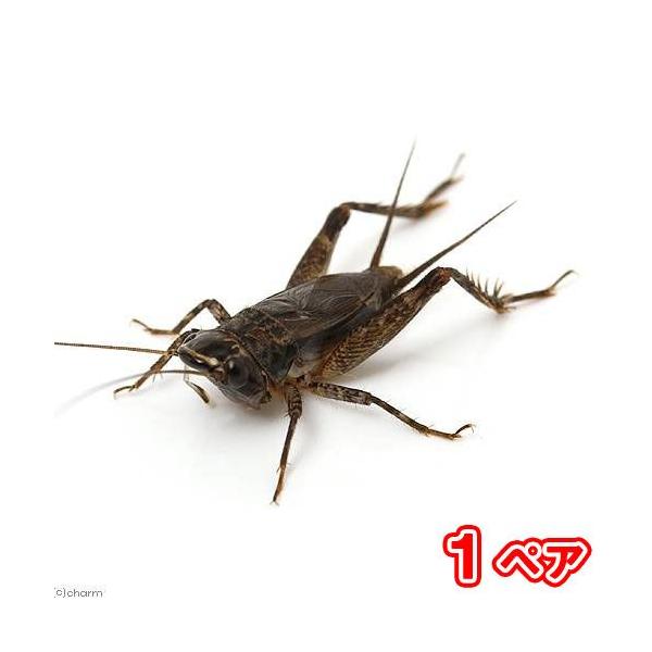 （昆虫）ハラオカメコオロギ　成虫　ＷＤ（１ペア）