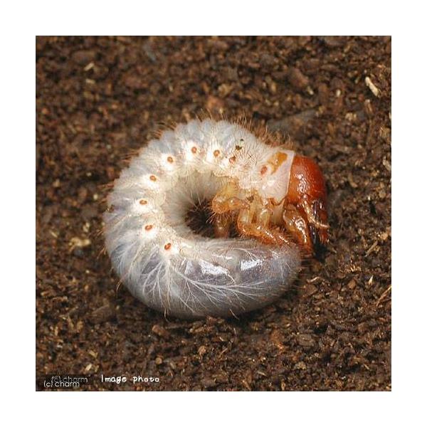 PF_SPQ　▲カブト　ゴホンヅノ　ゴホンツノ　原名亜種　外国産カブト（幼虫）　外国産カブトムシ　その他世界のカブト　Eupatorus　gracilicornis　gracilicornis　restock