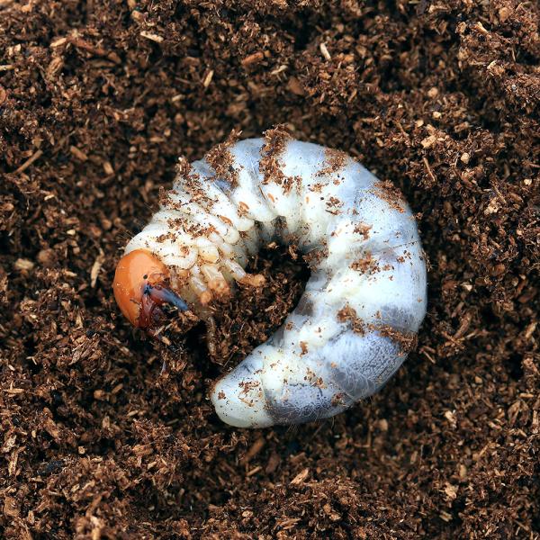 PF_SPQ　muryotassei_700_799　nesia_insect　クワガタ　キクロマトス　カブト・クワガタ・用品　カブトムシ・クワガタ　外国産クワガタ（幼虫）　ルカヌス・キクロマ　insect_database　キクロマ　メタ...