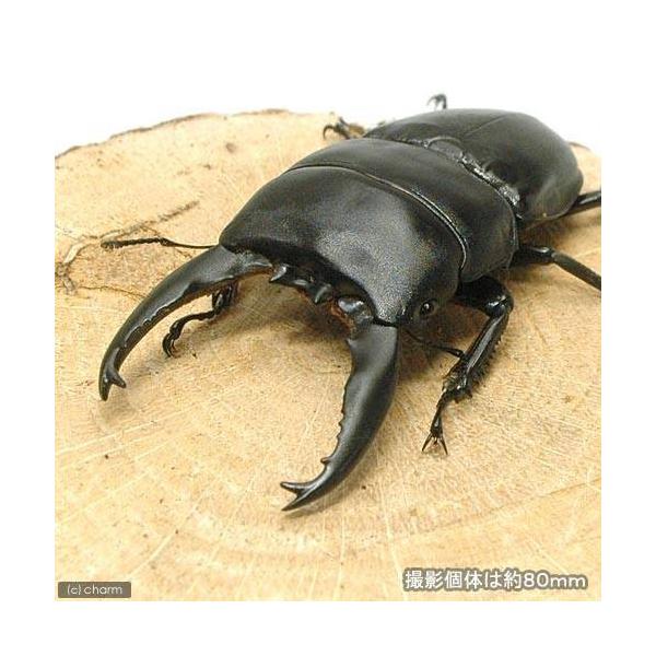 PF_SPQ　クワガタ　nesia_insect　▲クワガタ　外国産ヒラタクワガタ　カブト・クワガタ・用品　カブトムシ・クワガタ　外国産クワガタ　成虫　▲アルキデスヒラタクワガタ長歯型“スマトラ産”　ＷＤ　tatob14　alkde16　d...