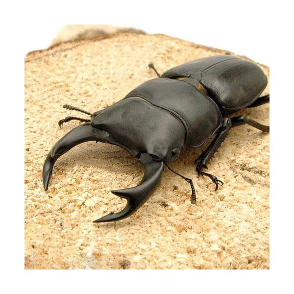 PF_SPQ　_insect　sfset　クワガタ　国産オオクワガタ　▲国産オオクワガタペア　hyougo_ookuwa　Dorcus　hopei　binodulosus　restock　kongetsunyukainsect