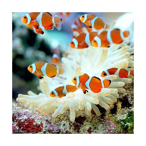 ◎　kaisui73　m_kumanomi　kumanomihajimeteset　海水　海水生体　海水魚　kumanomi　カクレクマノミ　ブリード　クマノミ初心者　kakurenomikw　3_kakure　movie_1162847　...