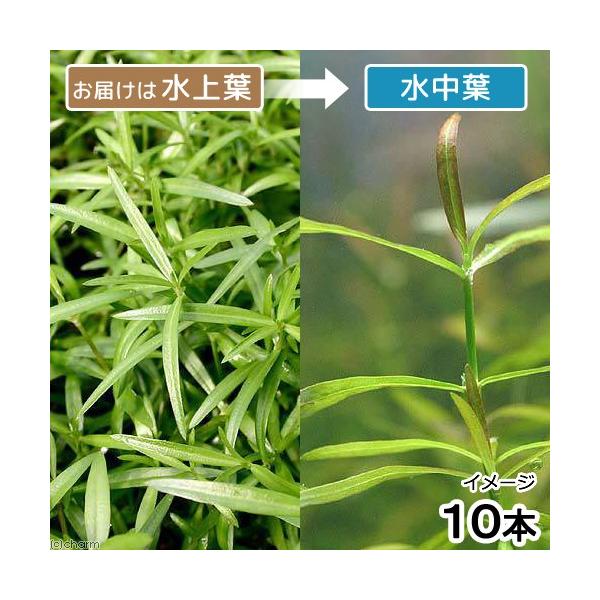 ijPjICOTDIWitji_jiPO{j