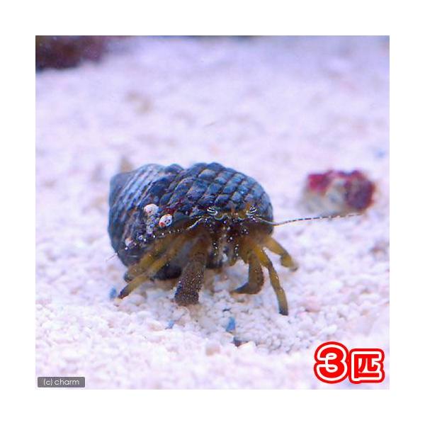 ◎　kaisui75　m_hermit　海水　海水生体　エビ・カニ他　ヤドカリミックス　_kaisui　_aqua　koketori_yadokari　harmit_pd0305　2kisitop200325　y22m01