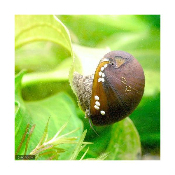 熱帯魚・エビ他　貝　石巻・サザエ・フネアマ　カバクチカノコガイ　カバクチカノコ貝　１０匹　Ｎｅｒｉｔｉｎａ　ｐｕｌｌｉｇｅｒａ　樺口鹿子貝　樺口鹿の子貝　kaijyo　食べさせる　レッドリップスネール　fs13cd_two　XA0fcpW8...