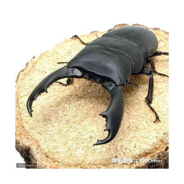 PF_SPQ　クワガタ　外国産ヒラタクワガタ　カブトムシ・クワガタ　外国産クワガタ　成虫　昆虫　セレベスヒラタクワガタ“スラウェシ産”　ＷＤ　スラウェシヒラタクワガタ　y17m05　sns0914nyuuka