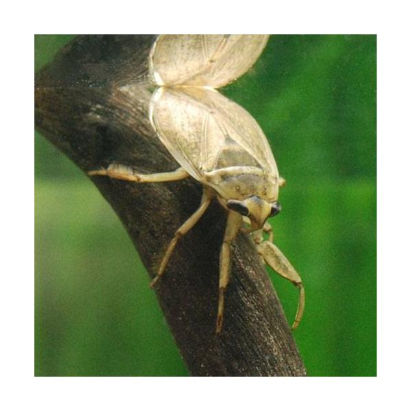 _aqua　_insect　水生昆虫　コオイムシ　日本産　insect_database　▲水生昆虫　Ａｐｐａｓｕｓ　ｊａｐｏｎｉｃｕｓ　ｍａｊｏｒ　子負虫　あべこべ虫　20171022　TH　kaijyo　bnr_sisims　OSH　y...