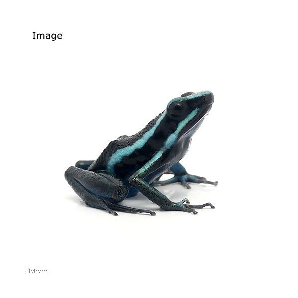 iށjoX[hNKG@u[ghiPCj@kCEBq֗vۉ