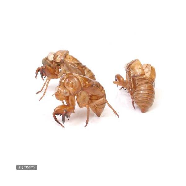 MS34　_interior　自由研究用品　その他の昆虫・生物　セミの抜け殻　１２コンテナ　insect_database　20130812　ＭＳ　_insect　昆虫生体　y13m08