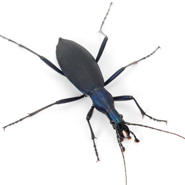 PF_SPQ　昆虫　マイマイカブリ　ヒメマイマイカブリ　オサムシ　Carabus　blaptoides　oxuroides　insect_database　20130920　MS