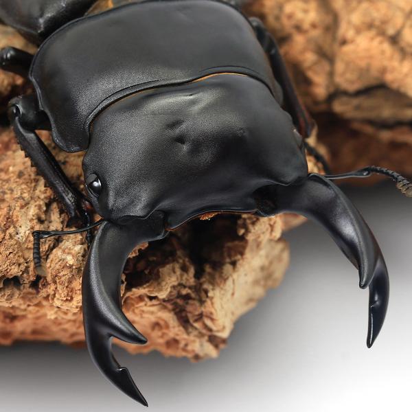 PF_SPQ　クワガタ　国産クワガタ　国産オオクワガタ　国産オオクワガタペア　津山オオクワ　tsuyamaokuwa　Ｄｏｒｃｕｓ　ｈｏｐｅｉ　ｂｉｎｏｄｕｌｏｓｕｓ　restock　kongetsunyukainsect