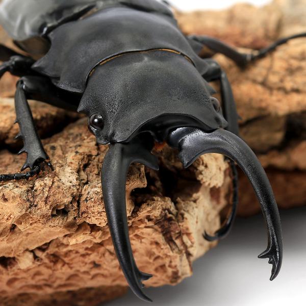 PF_SPQ　クワガタ　オドントラビス　カブト・クワガタ・用品　カブトムシ・クワガタ　外国産クワガタ　成虫　ダールマンツヤクワガタ　セレベンシス　Odontolabis　dalmanni　celebensis　insect1227nyuuka