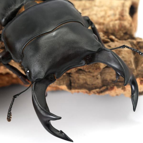 PF_SPQ　クワガタ　オオクワガタ　ペア　▲クワガタ　カブト・クワガタ・用品　カブトムシ・クワガタ　国産カブト・クワガタ　▲国産オオクワガタ　▲国産オオクワガタペア　humei_ookuwa　国産オオクワガタ生体　y15m03　restock