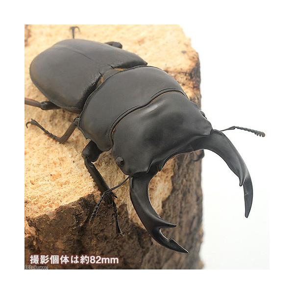 sfset　▲クワガタ　カブト・クワガタ・用品　カブトムシ・クワガタ　国産カブト・クワガタ　▲国産オオクワガタ　▲国産オオクワガタ“大阪府能勢町産”　oosaka_ookuwa　昆虫生体