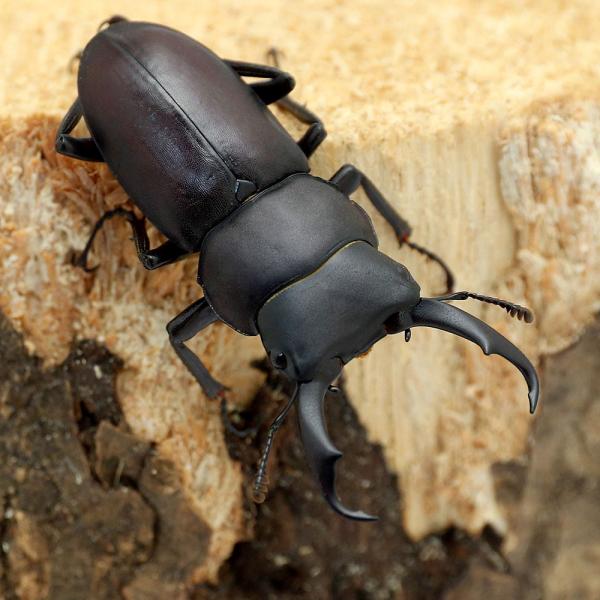 PF_SPQ　クワガタ　本土産　クワガタ・用品　insect_database　その他国産クワガタ　Dorcus　_insect　コクワ