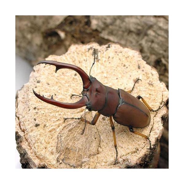 PF_SPQ　昆虫　クワガタ　nesia_insect　Prosopocoilus　astacoides　pallidipennis　外国産ノコギリクワガタ　アスタコイデスノコギリクワガタ　ＷＤ　ＲＹＭ　20160731　restock