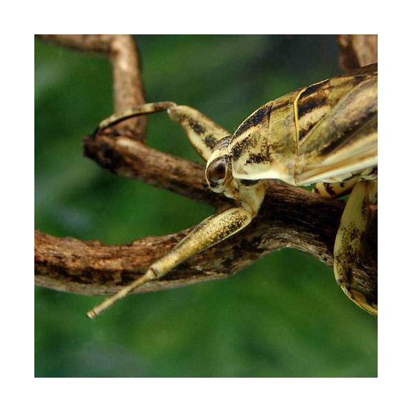 �i�����j�^�C�����^�K���@�I�X�i�P�C�j ���i�摜2