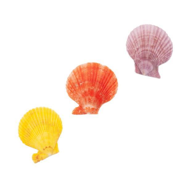 Lk@VFRNV@qIEMKC@܂J[@lTCY@Жʃ^Cv@RZbg@`󂨔C