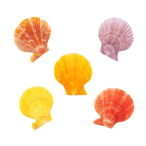 Lk@VFRNV@qIEMKC@܂J[@lTCY@Жʃ^Cv@T@`󂨔C