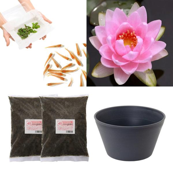 スイレン　睡蓮　栽培　育て方　ビオトープ　鉢　ガーデニング　水辺植物　スイレンと鉢のセット　はじめての睡蓮セット　温帯性　set_wmedaka　startset_suiren_medaka　はじめての睡蓮栽培セット　メダカ付　set_su...
