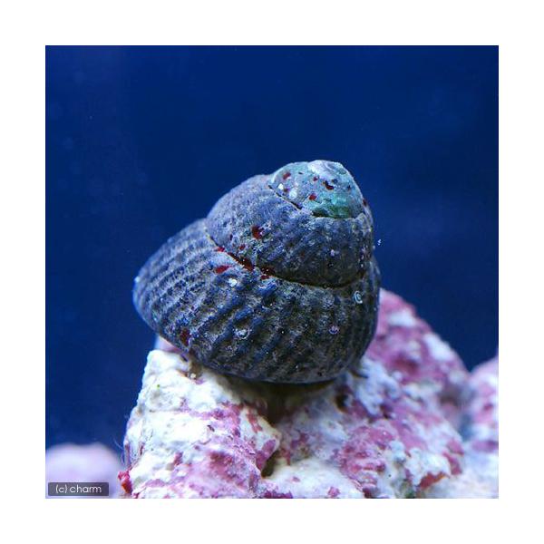 ◎　kaisui75　海水　海水生体　貝　コイソ貝ma_bjklldkbj　コイソガイ　クボガイ　クマノコガイ　コシダカガンガラ　ヘソアキクボガイ　ヒメクボガイ　LRhouselist　4kisitop200212　しだ　羊歯　y22m01