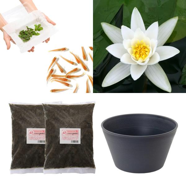 スイレン　睡蓮　栽培　育て方　ビオトープ　鉢　ガーデニング　水辺植物　スイレンと鉢のセット　はじめての睡蓮セット　温帯性　set_wmedaka　startset_suiren_medaka　はじめての睡蓮栽培セット　メダカ付　set_su...