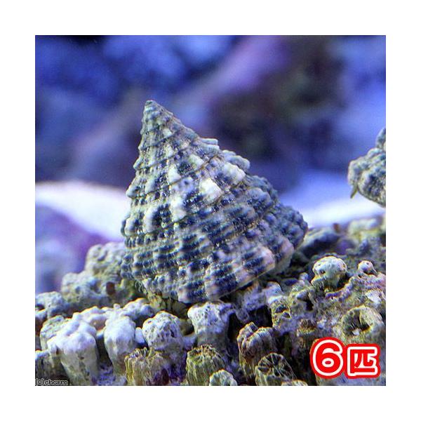 ◎　kaisui73　ターボスネール　海水　海水生体　貝　ターボスネールma_bjklldkbj　コケの掃除4kisitop200304200325　2305ehstcupon　y22m01