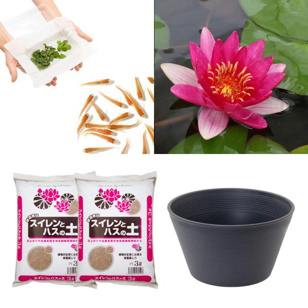スイレン　睡蓮　栽培　育て方　ビオトープ　鉢　ガーデニング　水辺植物　スイレンと鉢のセット　はじめての睡蓮セット　温帯性　set_wmedaka　startset_suiren_medaka　はじめての睡蓮栽培セット　メダカ付　set_su...