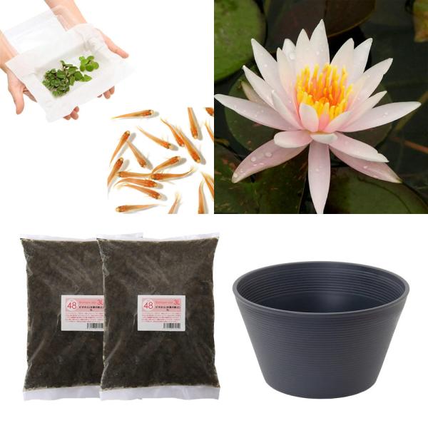 スイレン　睡蓮　栽培　育て方　ビオトープ　鉢　ガーデニング　水辺植物　スイレンと鉢のセット　はじめての睡蓮セット　温帯性　set_wmedaka　startset_suiren_medaka　はじめての睡蓮栽培セット　メダカ付　set_su...