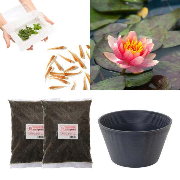 スイレン　睡蓮　栽培　育て方　ビオトープ　鉢　ガーデニング　水辺植物　スイレンと鉢のセット　はじめての睡蓮セット　温帯性　set_wmedaka　startset_suiren_medaka　はじめての睡蓮栽培セット　メダカ付　set_su...