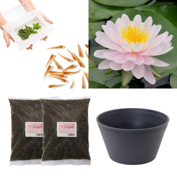 スイレン　睡蓮　栽培　育て方　ビオトープ　鉢　ガーデニング　水辺植物　スイレンと鉢のセット　はじめての睡蓮セット　温帯性　set_wmedaka　startset_suiren_medaka　はじめての睡蓮栽培セット　メダカ付　set_su...