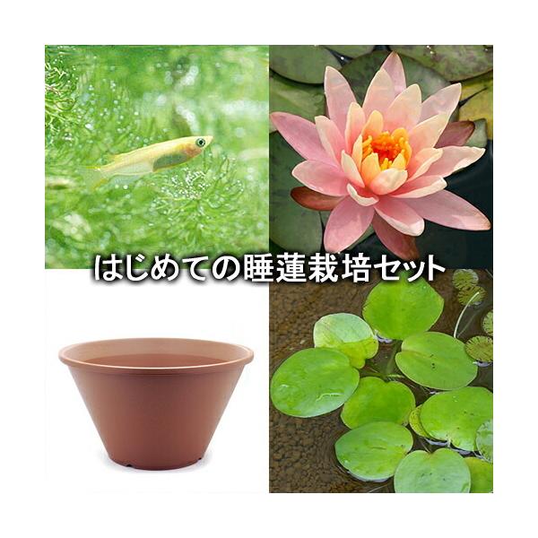 睡蓮 苗の人気商品 通販 価格比較 価格 Com