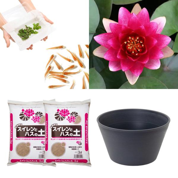 スイレン　睡蓮　栽培　育て方　ビオトープ　鉢　ガーデニング　水辺植物　スイレンと鉢のセット　はじめての睡蓮セット　温帯性　set_wmedaka　startset_suiren_medaka　はじめての睡蓮栽培セット　メダカ付　set_su...