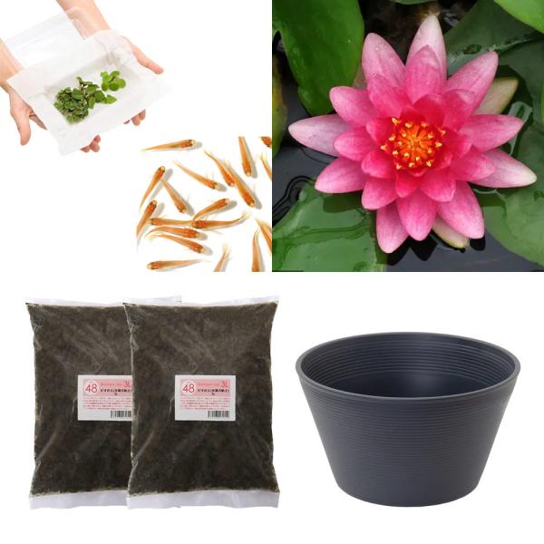 スイレン　睡蓮　栽培　育て方　ビオトープ　鉢　ガーデニング　水辺植物　スイレンと鉢のセット　はじめての睡蓮セット　温帯性　set_wmedaka　startset_suiren_medaka　はじめての睡蓮栽培セット　メダカ付　set_su...